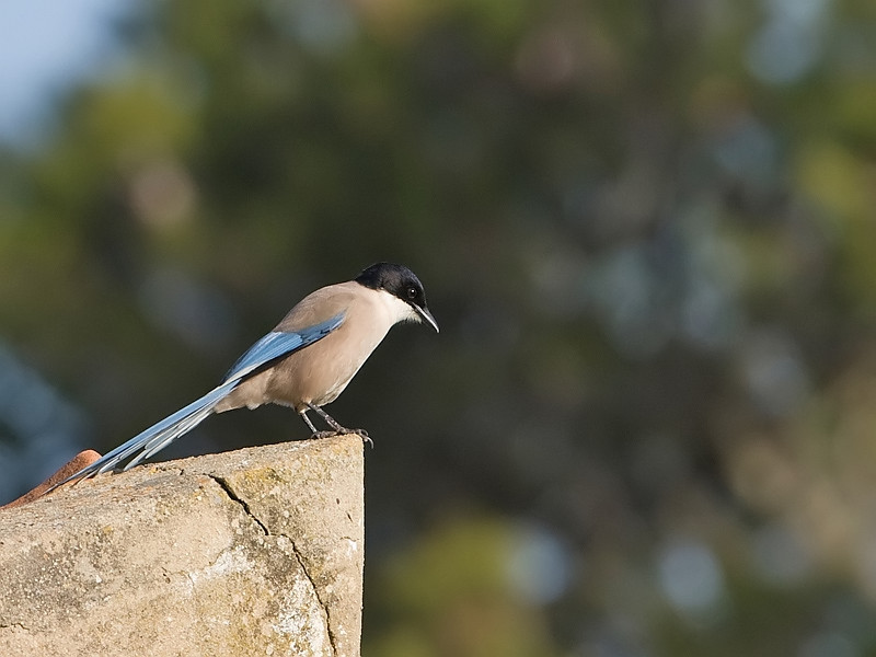 Cyanopica cyana Blauwe Ekster Azure-winged Magpie